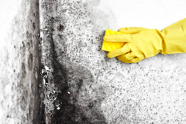 Best Attic Mold Removal  in Cuba City, WI