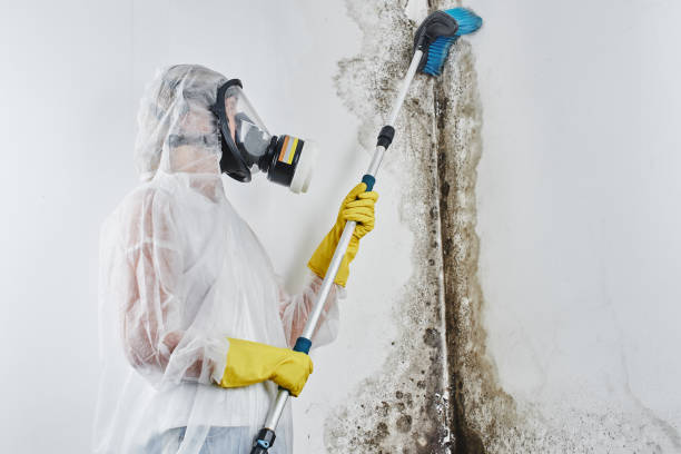 Best Certified Mold Removal  in Cuba City, WI