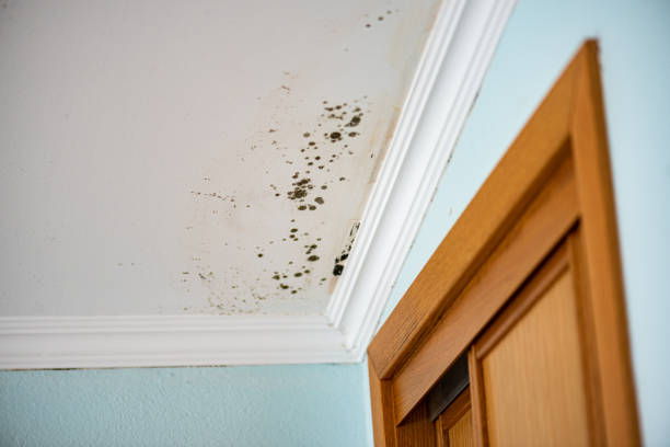 Best Residential Mold Removal  in Cuba City, WI