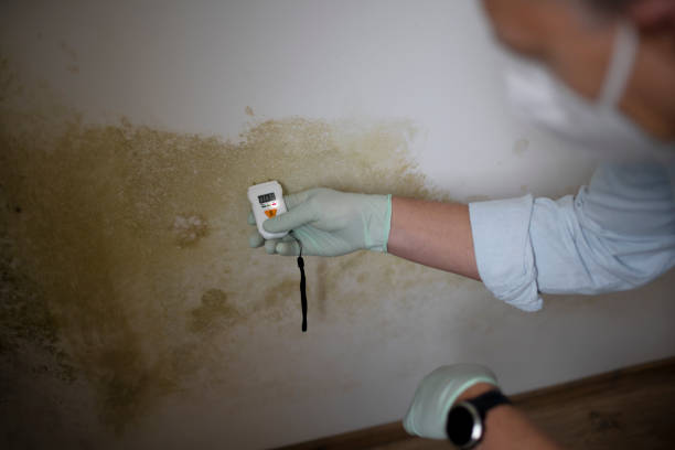 Mold Testing and Removal in Cuba City, WI