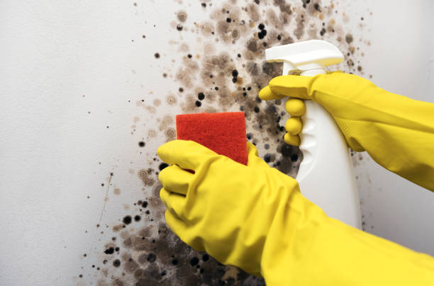 Best Mold Removal Company Near Me  in Cuba City, WI