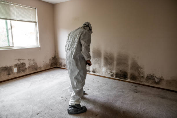 Best Local Mold Removal Service  in Cuba City, WI