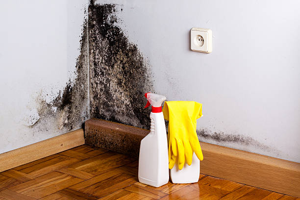 Best Home Mold Removal  in Cuba City, WI