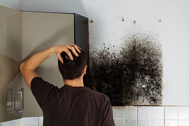 Best Office Mold Removal Services  in Cuba City, WI