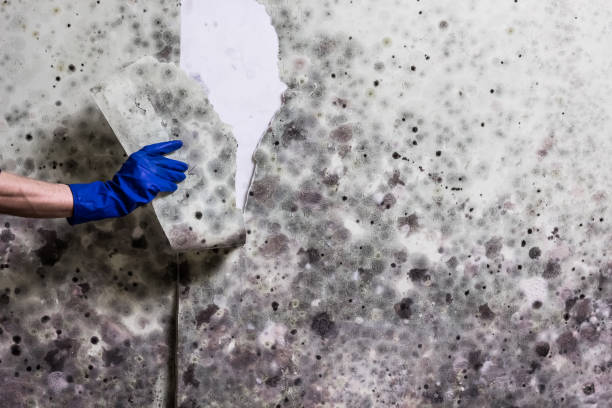 Best Mold Remediation  in Cuba City, WI