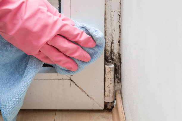 Best Black Mold Removal  in Cuba City, WI